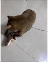 Zabawka Dla Kota KOLIBER PTAK Ruchoma