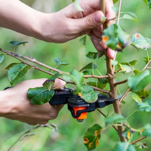 Sekator DO SZCZEPIEŃ okulizacji drzew + taśma zdjęcie 6