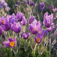 Sasanka zwyczajna BLUE VIOLET Fioletowa Sadzonki