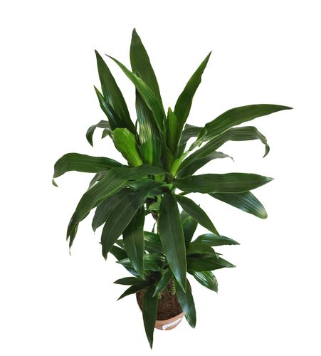 DRACENA JANET CRAIG 110cm na Arena.pl