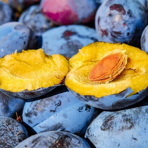 SADZONKI DRZEWKA OWOCOWE ŚLIWA WĘGIERKA ZWYKŁA SAMOPYLNA ODMIANA na Arena.pl