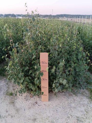 BRZOZA BRODAWKOWATA sadzonki 50-90 cm 100 sztuk na Arena.pl