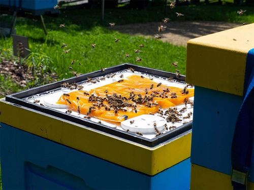 Apikand 20kg ciasto Z PYŁKIEM pokarm dla pszczół na Arena.pl