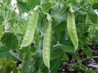 NASIONA Groch SIewny Cukrowy Ambrosia 40g PLANTICO Groszek 407152