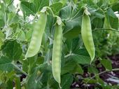 NASIONA Groch SIewny Cukrowy Ambrosia 40g PLANTICO Groszek 407152