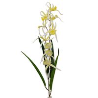 Storczyk pojedynczy gumowany żóły