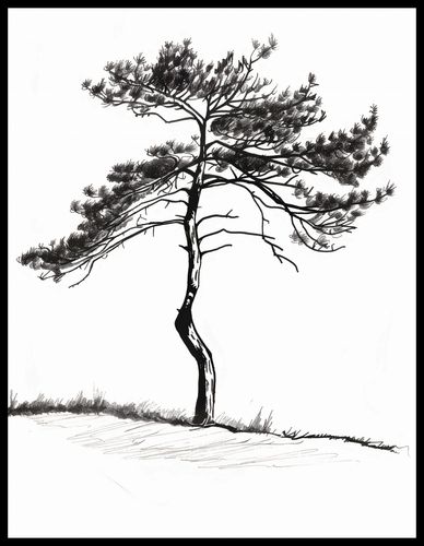 Plakat 50x65cm Samotna Sosna na Arena.pl