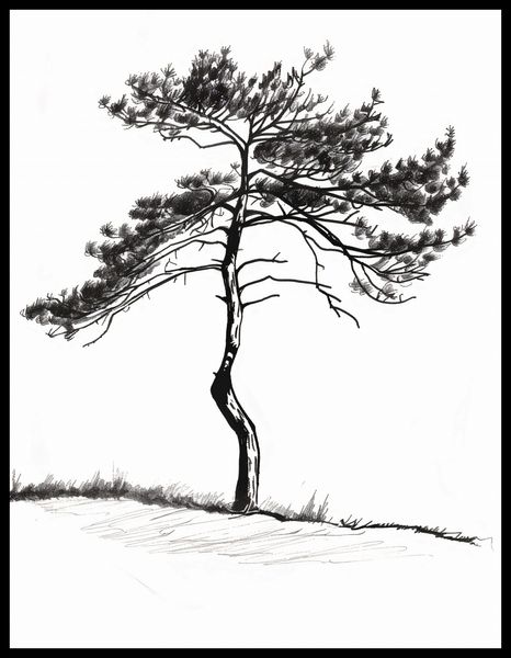 Plakat 50x65cm Samotna Sosna zdjęcie 2