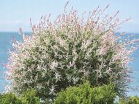 product-compare-57884856