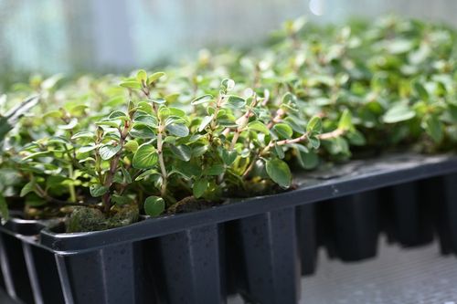 Oregano Bristol Cross - Origanum vulgare na Arena.pl