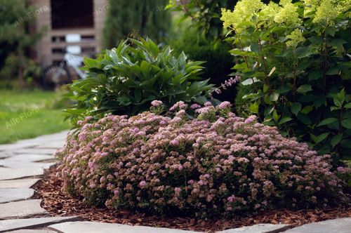 Tawuła japońska 'Japanese Dwarf' Miniaturka (Spiraea japonica) Poj. 1.0L na Arena.pl