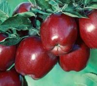 JABŁOŃ RED DELICIUS SŁODKIE CHRUPIĄCE ODPORNA