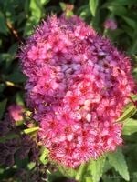 Tawuła japońska Neon Flash okrywowa klomby obwódki