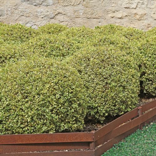 Doniczka 2-litrowa (C2) na Arena.pl