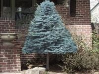 ŚWIERK SREBRNY NA PNIU - sadzonki 100 / 120 cm