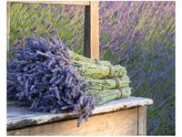 40X50CM BUKIET LAWENDY OBRAZ