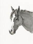 Plakat 60x80cm Głowa Konia, Jean Bernard Vintage do Salonu