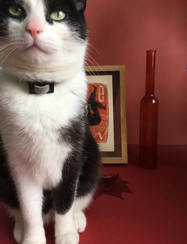 Miau plakat 19,1 x 26,6 cm na Arena.pl