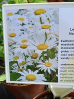 Jastrun wielki Silberprinzesschen miododajny