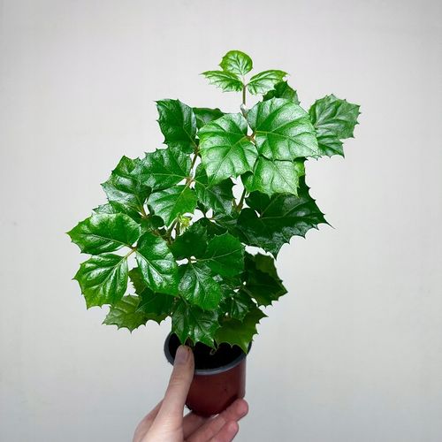 CISSUS ROMBOLISTNY don.9cm na Arena.pl