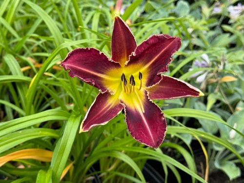 Liliowiec 'Royal Thornbird' Czerwony Żółty (Hemerocallis) Doniczka 2.0L na Arena.pl