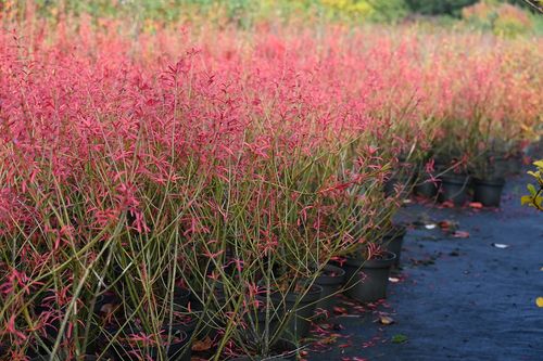 Trzmielina karłowa - Euonymus nanus var.turkestanicus na Arena.pl