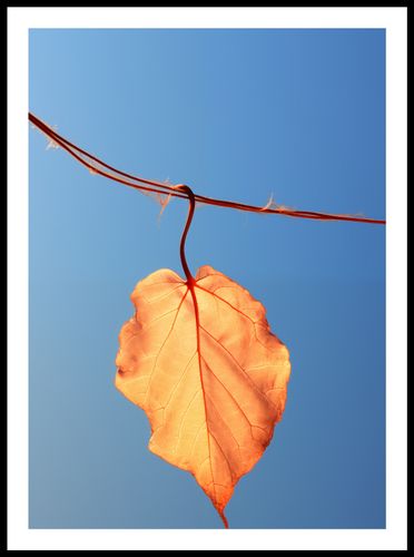 Plakat 50x70cm Ostatni Liść na Arena.pl