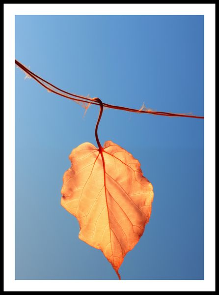 Plakat 50x70cm Ostatni Liść zdjęcie 3