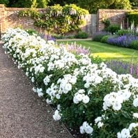 RÓŻA OKRYWOWA BIAŁA w donicy - sadzonki 10 / 20 cm