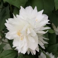 Jaśminowiec 'Minnesota Snowflake' (Philadelphus) w C2, wysokość 50-70 cm