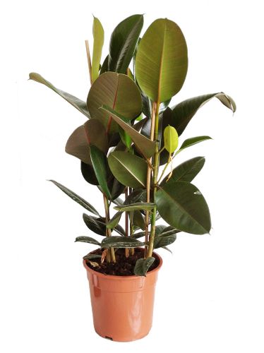 FIKUS ELASTIKA ROBUSTA 90cm na Arena.pl