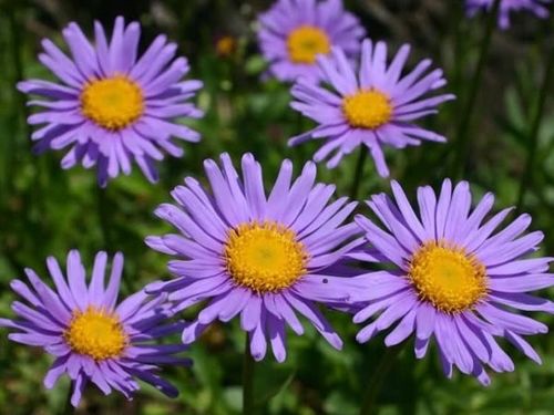 Aster alpejski VIOLET Karłowy Wiosenna bylina Na skalniak Sadzonki P9 na Arena.pl