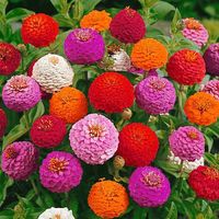 NASIONA Kwiatów Cynia Daliowa Liliput Mieszanka Mix 1,2g Kwiaty 290111