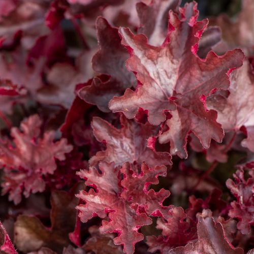 Żurawka REX™ FIRE na Arena.pl