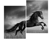 80X70CM KOŃ DUO OBRAZ