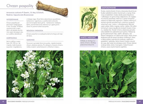 ATLAS DZIKICH KWIATÓW 90 roślin Mederska TWARDA na Arena.pl