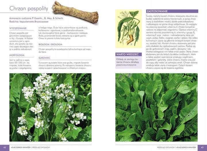 ATLAS DZIKICH KWIATÓW 90 roślin Mederska TWARDA zdjęcie 2