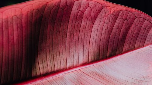 Proton Labs Cyclo 6 FORTE żylaki pajączki hemoroidy na Arena.pl