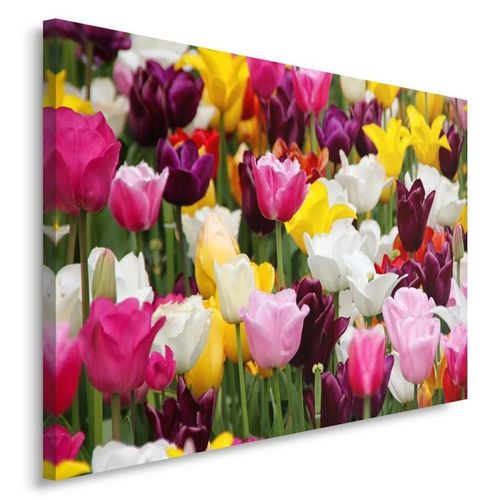 Obraz na płótnie - Canvas, Tulipany 4 70x50 na Arena.pl