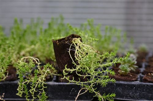 Rozchodnik ostry Yellow Queen - Sedum acre na Arena.pl