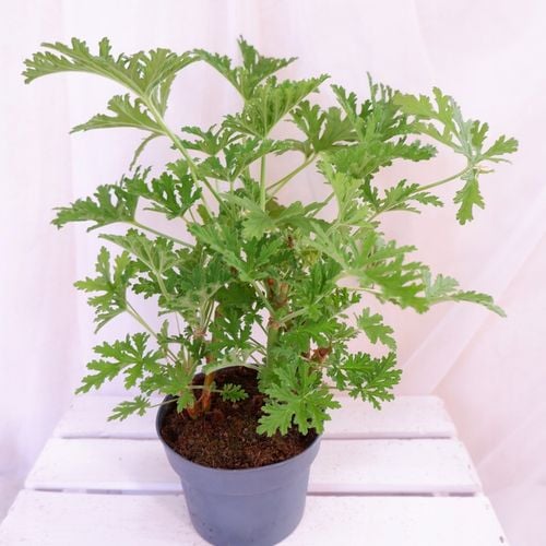 GERANIUM ANGINKA ROŚLINA LECZNICZA gęsta XL don.Ø13cm na Arena.pl