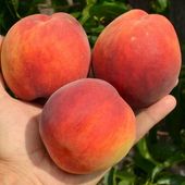 Brzoskwinia INKA polska odmiana OGROMNE OWOCE