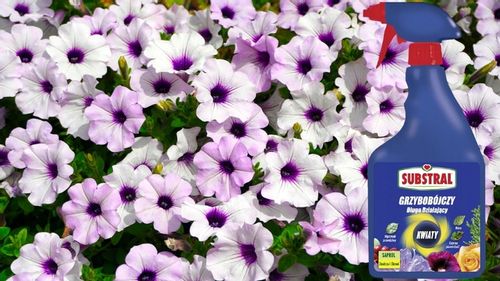 SAPROL GRZYBOBÓJCZY środek KWIATY: ZWALCZA CHRONI na Arena.pl