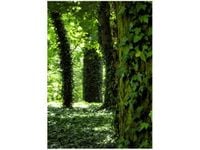 50X70CM PARKOWY BLUSZCZ OBRAZ PION ŚCIAN