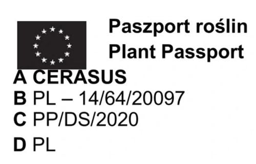 DRZEWKA OWOCOWE Pakiet 6 sztuk mix odmian na Arena.pl