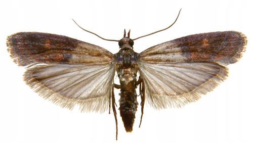 expel - pułapka na mole spożywcze 2szt. na Arena.pl