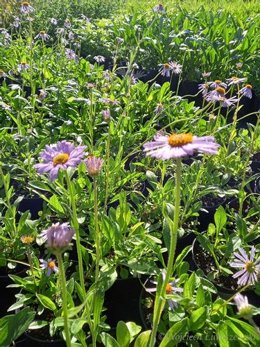 Aster tongolski sadzonka miododajna na Arena.pl