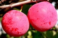 ŚLIWA JEROZOLIMKA smak dzieciństwa - sadzonki 100 / 130 cm