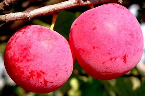ŚLIWA JEROZOLIMKA smak dzieciństwa - sadzonki 100 / 130 cm na Arena.pl