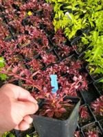 product-compare-57850658